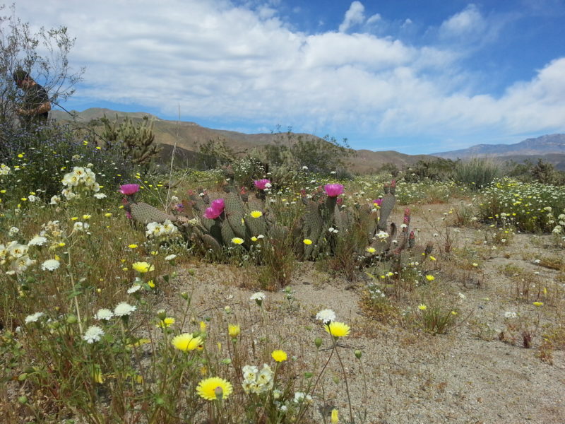 Anza Borrego Desert, California