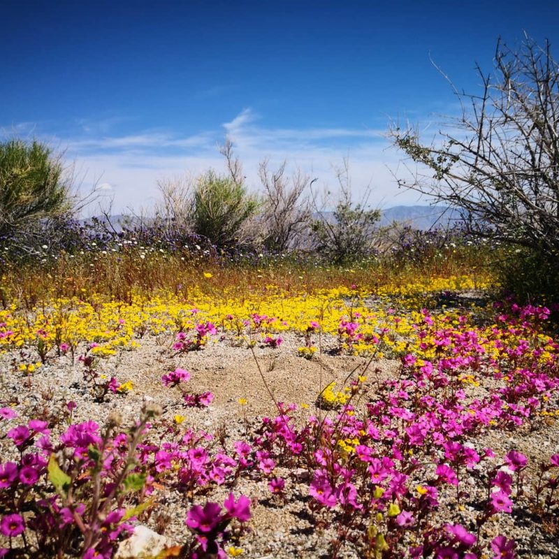 Anza Borrego Desert, California